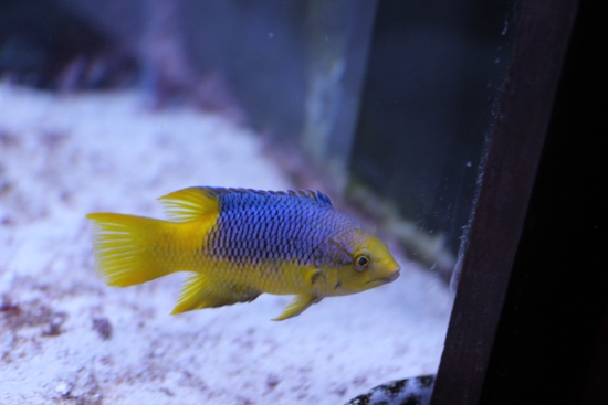  Bodianus rufus (Spanish Hogfish)